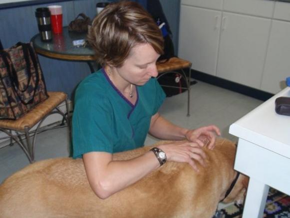 Dr. Hoffer performing acupuncture on her dog Sam